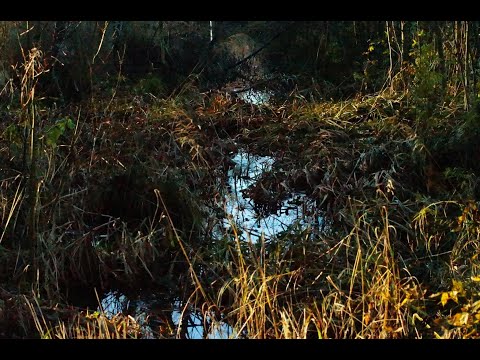 Video: Merkkejä Yhteiskunnasta Dynaamisena Järjestelmänä