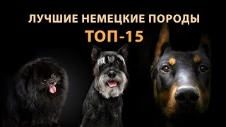 Самые лучшие немецкие породы собак ТОП-15