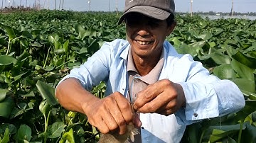 Đi săn cá khủng sông Tiền giựt đã tay