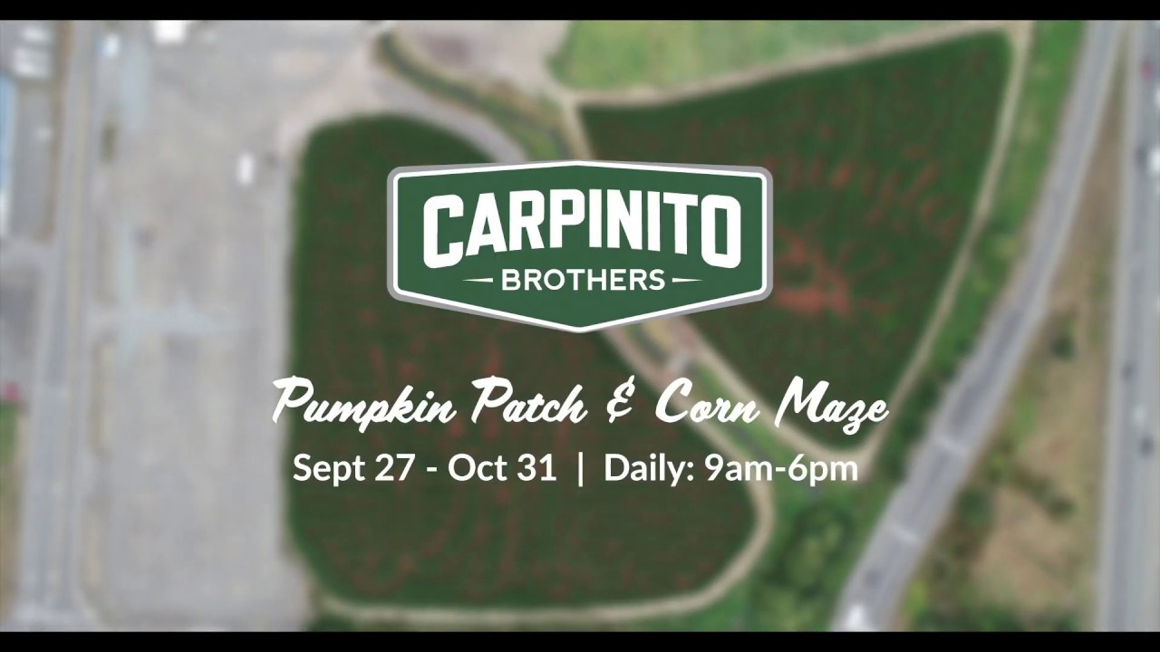 Carpinito Brothers Corn Maze 2019 Kent, WA YouTube