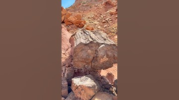 Petrified Wood 🪵 💎 #petrifiedwood #ancient #geology #trees #fossils