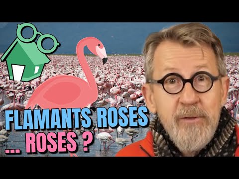 Vidéo: Pourquoi les flamants roses sont roses ?