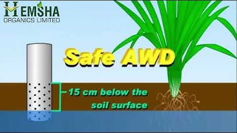 Hemsha Organics Limited - Save Water in Paddy crops.