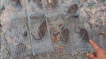 Cách Làm Bẫy Chuột rắn mối, ếch đơn giản hiệu quả Minh Ngọc vlog 0786952072