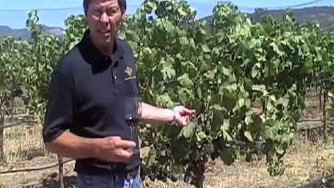 Canihan Family Cellars