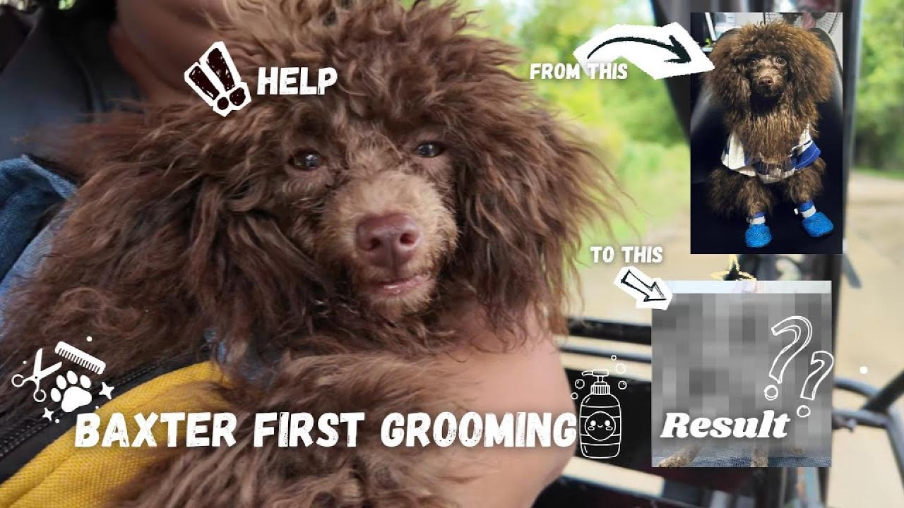 Baxter First Grooming |  Grayz Di ♥︎ VLOG #17