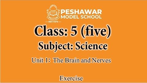 Science | Class 5 | Unit 1 | The Brain and Nerves | Exercise