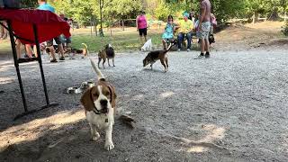 August Beagle Meetup!