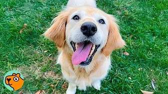 Saved Dog Can’t Stop Smiling At Her Fav Humans, But Why? | Cuddle Buddies