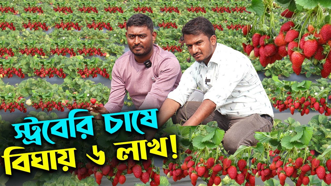 আমেরিকান স্ট্রবেরি চাষে বিঘায় ৬ লাখ টাকা বিক্রি | উদ্যোক্তার খোঁজে