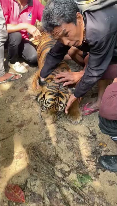 Harimau Sumatera 🐅