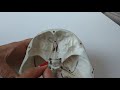Положение решетчатой кости в черепе