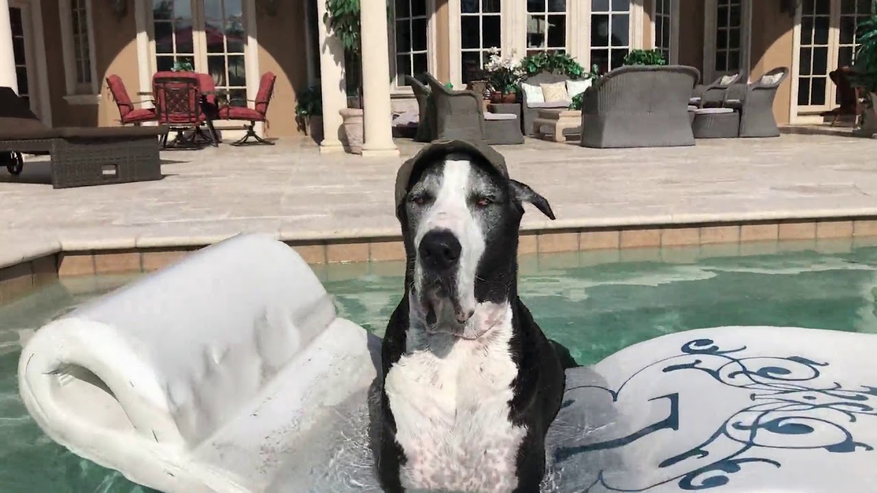 rumble video upload Florida Gator Football Fan Great Danes Chill Out in the Pool
