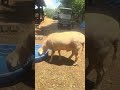 The Good Shepherd Natalie shares life with all life every day