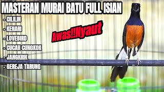 Masteran MURAI BATU full materi KESUKAAN JURI 100% ampuh MEMANCING emosi lawan agar BONGKAR ISIAN