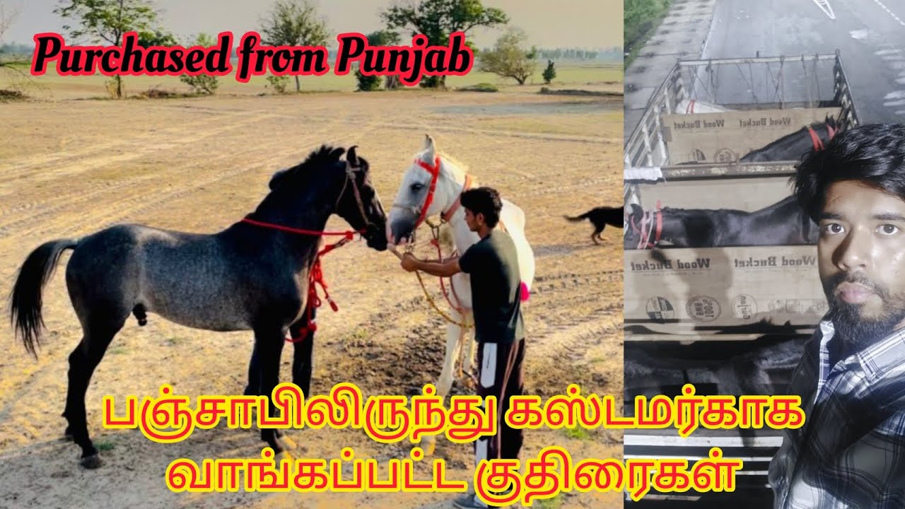 Stallions purchased from punjab fr customer பஞ்சாபிலிருந்து வாடிக்கையாளருக்காக வாங்கப்பட்ட குதிரைகள்
