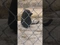 #midnight #viralshort #cat #catlovers #catvideos #blackcat #angel #guardian #explore #fyp #🐈‍⬛ #fy