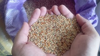 JAVA SEEDMIX for Best Breeding Result || #javachicks #javahealth #petsbysbz