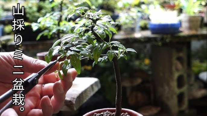 Bonsai Diary 盆栽日記 72 休日のおうち時間 植物の植え替え 素材ヒメシャラ Youtube Bonsai Diary 盆栽日記 72 休日のおうち時間 植物の植え替え 素材ヒメシャラ Youtube