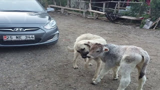 Aşık Murat Ozanoğlu Allahım