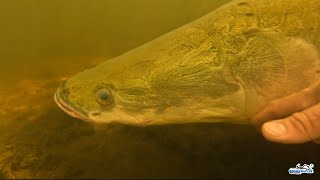 GALERA VÍDEO JAMAIS VISTO UM VERDADEIRO ESPETÁCULO DE SOLTURA DE PEIXES #pescaria #soltura #pirarucu