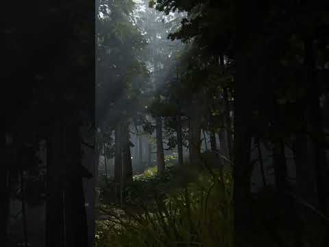 ربنا لا تؤاخذنا إن نسينا أو أخطأنا تلاوة هادئة للقارئ علي نمير اكسبلور لايك  ربنا لا تؤاخذنا إن نسينا أو أخطأنا تلاوة هادئة للقارئ علي نمير اكسبلور لايك