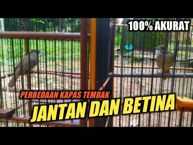 Perbedaan Kapas tembak Jantan dan Betina 100% Akurat‼️ class=