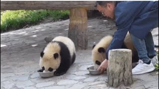 : Extra Meals for Panda Babies