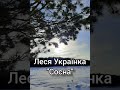 Леся Українка &quot;Сосна&quot;