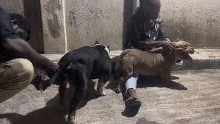 AI Breeding for my American Bullies.