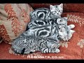 Silver tabby kittens never looked like this