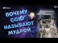 «Министерство фактов». Почему сову называют мудрой?