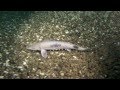 Baby Sturgeon Again