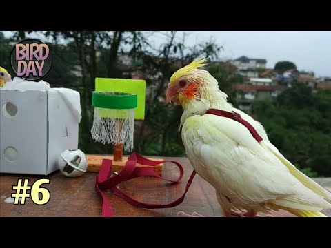 Video: Cara Menamakan Cockatiel