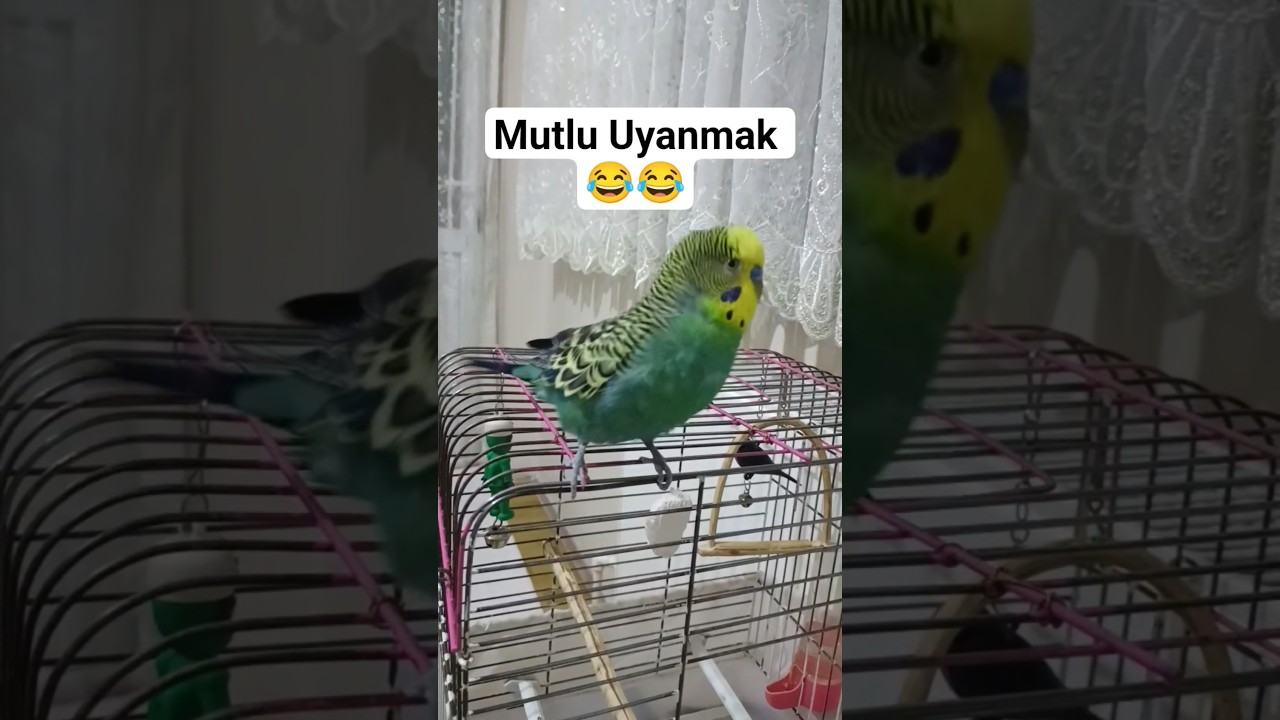Çılgın Dansımız #birds #talkingparot #budgies #birdsong #parrot #muhabbetkuşu #parakeet