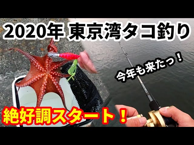 印刷可能 鹿島 タコ釣り 堤防 かわいい魚ギャラリー