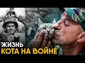 Коты на войне. Истории героев.