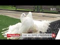 Київська влада заборонила фотографування з екзотичними тваринами на вулицях міста