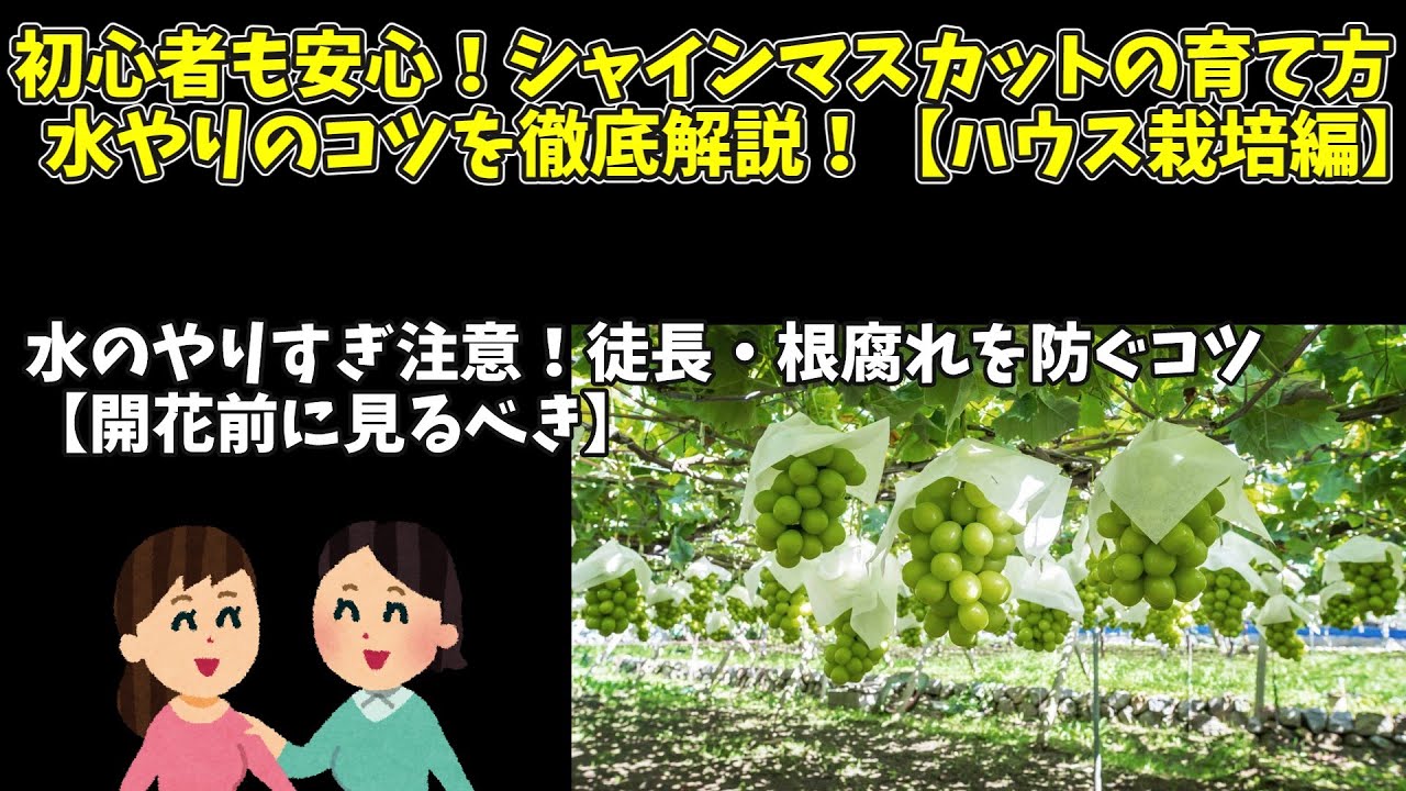 初心者も安心！シャインマスカットの育て方｜水やりのコツを徹底解説！【ハウス栽培編】