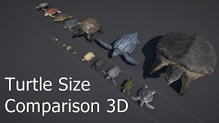 Turtle Size Comparison 3D | Largest Turtle in the World