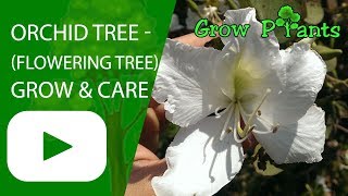 Orchid tree - growing and care for sale https://amzn.to/2qg3ku1
https://www.growplants.org/growing/orchid-tree how to grow
alternativ...