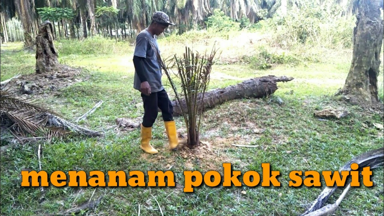 MENANAM SAWIT SISIPAN || 3 hektar 