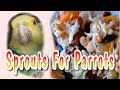 Diet for  Parrots and Birds Sprouts #parrotfood #birdfood