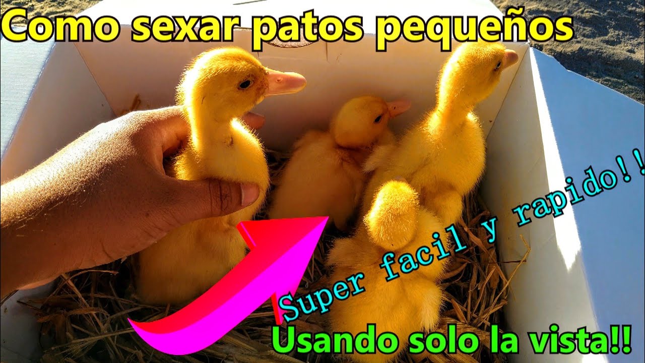 cómo sexar correctamente patos pequeños 🦆🌴 - YouTube