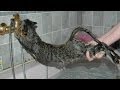 Cats just dont want to bathe  funny cat bathing compilation