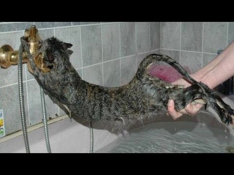 cats-just-don't-want-to-bathe---funny-cat-bathing-compilation