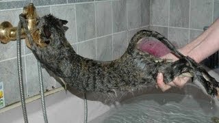 Cats just don't want to bathe  Funny cat bathing compilation
