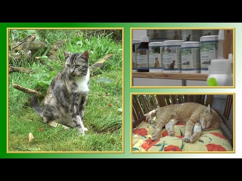 Video: BARF - Et Kosthold For Katter