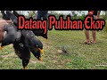 Cara Mudah Mikat Jalak Dengan Pulut Lidi