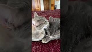 Cats Grooming | She’s his sweet MaMa #cat #kitten #gatos #miau #animallover #grooming